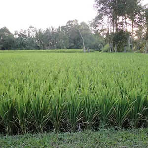 Indigo Tree Resort